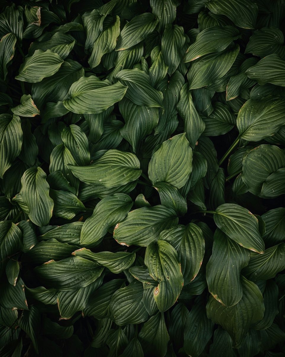 Lush dark green leaves with water droplets
