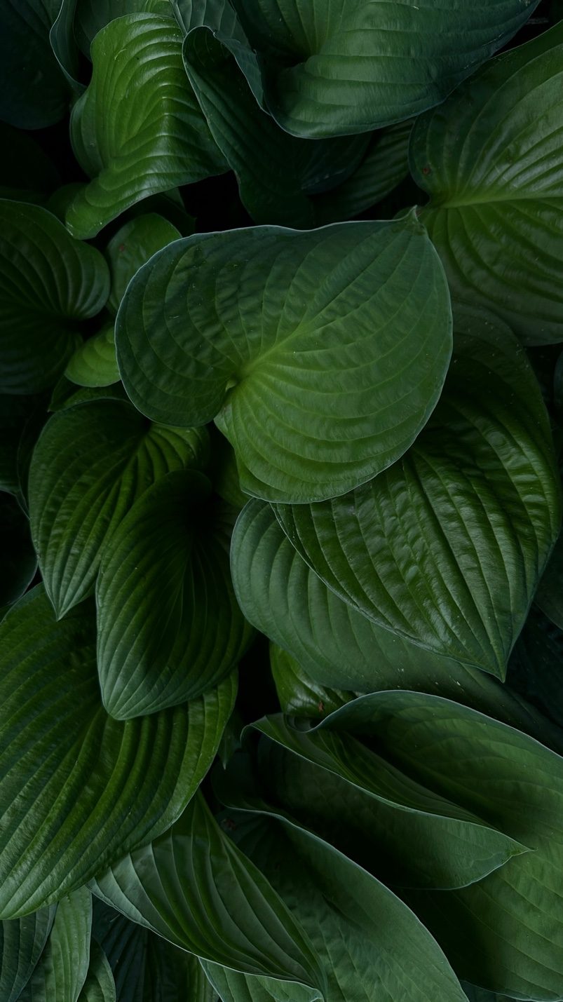 Tall portrait of moody green leaves